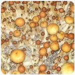 Псилоцибиновые (галлюциногенные)  грибы Psilocybin "Golden Teacher" в Звенигороде